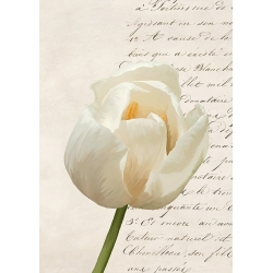 Quadro floreale, stampa su tela. Tulipano moderno III di Elena Dolci