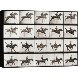 Leinwandbild, Animal Locomotion, Plate 637, Eadweard Muybridge
