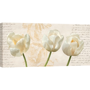 Art print and canvas, Three White Tulips by Elena Dolci