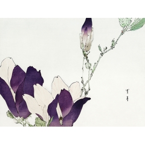 Japanischer Kunstdruck, Violette Magnolie, Watanabe Seitei