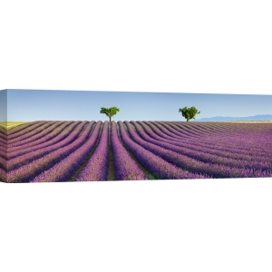 Leinwandbilder. Lavendelfelder in der Provence, Frankreich
