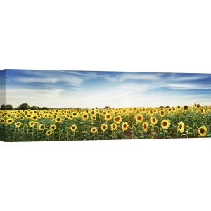 Leinwandbilder. Sonnenblumenfelder, Provence, Frankreich
