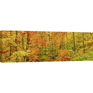 Tableau sur toile. Frank Krahmer, Hêtres en automne, Allemagne
