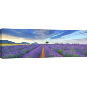 Wall art print and canvas. Krahmer, Lavender Field, France