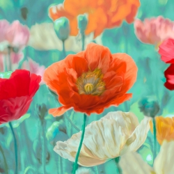 Wall art print and canvas. Cynthia Ann, Poppies in bloom I