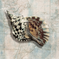 Wall art print and canvas. Ted Broome, Sea shell