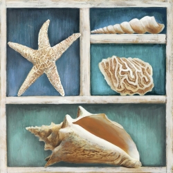 Cuadros marinos en canvas. Ted Broome, Conchas de mar VI