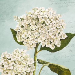Tableau fleur sur toile. Remy Dellal, Hortensias II (Aqua)