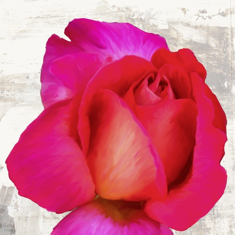 Wall art print and canvas. Jenny Thomlinson, Spring Roses III