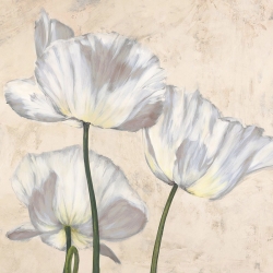 Cuadros de flores en canvas. Luca Villa, Amapolas en blanco II