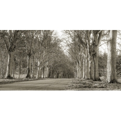 Leinwandbilder. Anonym, Allee mit Bäumen, Norfolk, UK