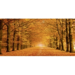 Cuadros naturaleza en canvas. Pangea Images, Bosque de otoño
