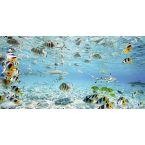 Cuadro animales, fotografía en canvas. Peces y tiburones, Bora Bora