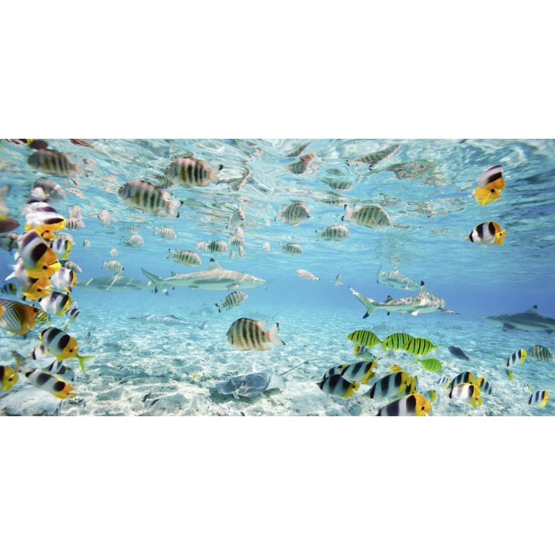 Leinwandbilder. Fische und Haie in der Lagune von Bora Bora