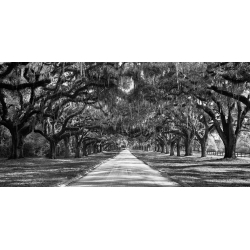 Tableau sur toile. Anonyme, Avenue bordée d'arbres, South Carolina