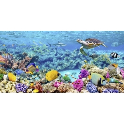 Leinwandbilder. Meeresschildkröten und Fische, Korallenriff, Malediven
