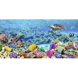 Quadro, stampa su tela. Pangea Images, Tartarughe di mare e pesci, Barriera Corallina, Maldive