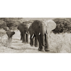 Leinwandbilder. Anonym, Herde afrikanischer Elefanten Kenia 