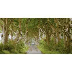 Leinwandbilder. Von Bäumen gesäumte Allee in Dark Hedges, Irland