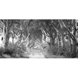 Wall art print and canvas. Pangea Images, The Dark Hedgestree lined road, Ireland (BW)