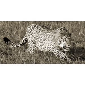 Wall art print and canvas. Pangea Images, Leopard hunting