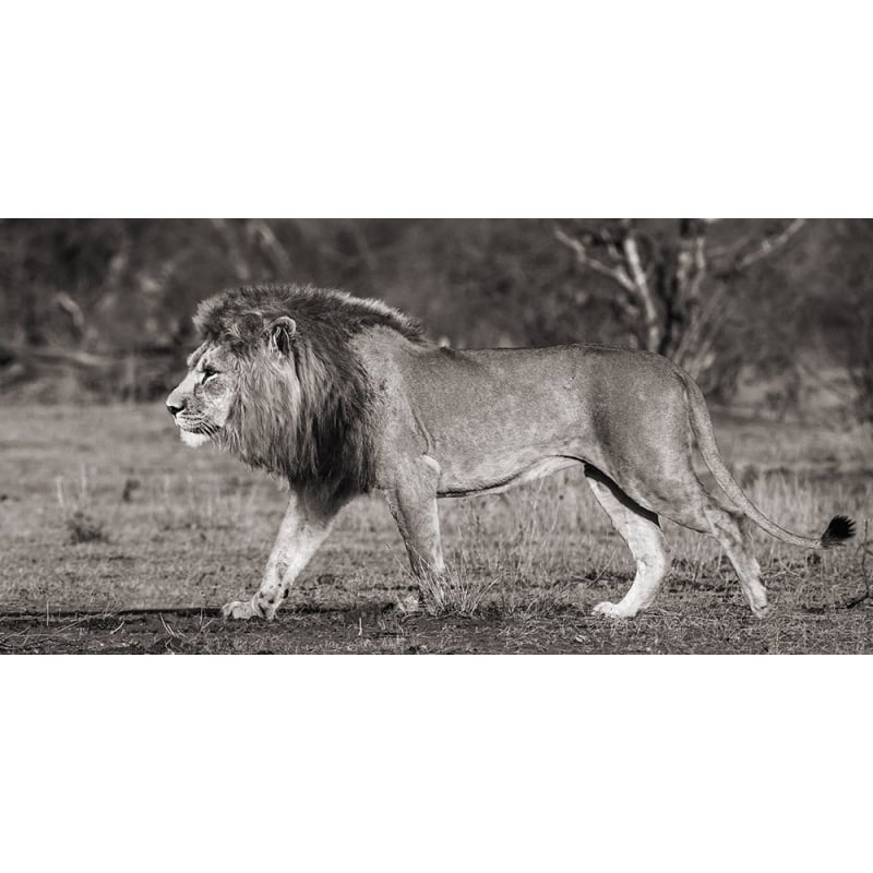 Wall art print and canvas. Pangea Images, Lion walking in African Savannah