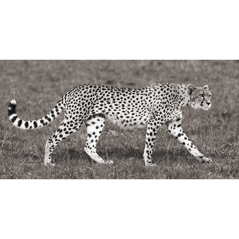 Quadro, stampa su tela. Pangea Images, Ghepardo a caccia, Masai Mara