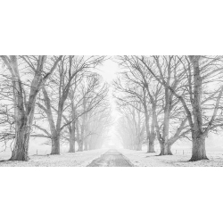 Quadro, stampa su tela. Pangea Images, Strada alberata nella neve