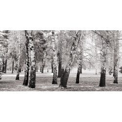 Leinwandbilder. Birken in einem Park