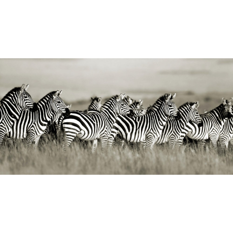 Leinwandbilder. Frank Krahmer, Zebras, Masai Mara, Kenia