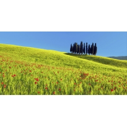 Leinwandbilder. Krahmer, Zypressen und Weizenfelder, Toskana, Italien