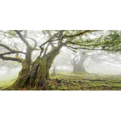 Quadro, stampa su tela. Frank Krahmer, Foresta nella nebbia, Madeira, Portogallo