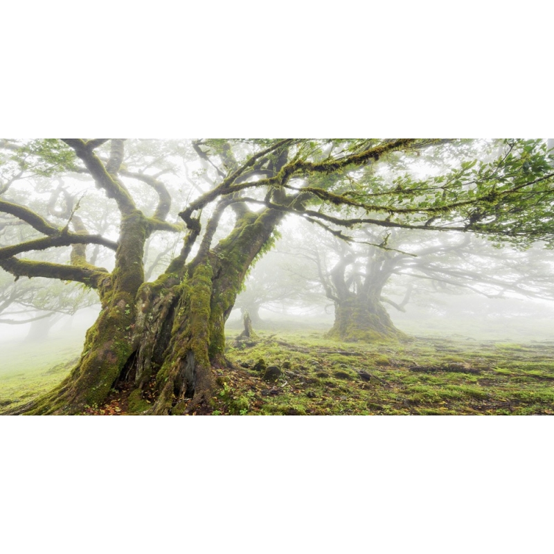 Tableau sur toile. Frank Krahmer, Forêt dans le brouillard, Madeira