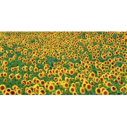 Leinwandbilder. Feld der Sonnenblumen, Frankreich
