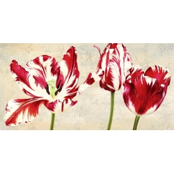 Cuadros de flores modernos en canvas. Luca Villa, Tulipes Royales