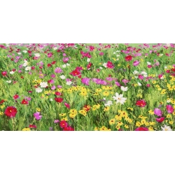 Wall art print and canvas. Silvia Mei, Field of Flowers