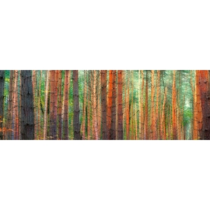 Leinwandbilder. Die Farben des Waldes