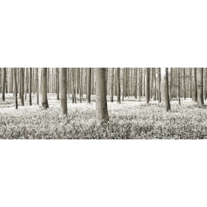 Quadro, stampa su tela. Frank Krahmer, Foresta di faggi con campanule, Belgio