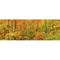 Wall art print and canvas. Krahmer, Beech forest in autumn, Kassel, Germany