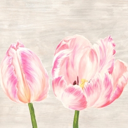 Cuadros tulipanes en canvas. Jenny Thomlinson, Tulipanes clásicos I
