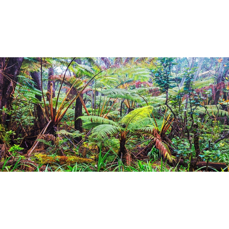 Wall art print and canvas. Pangea Images, Palm and fern forest, Hawaii (detail)
