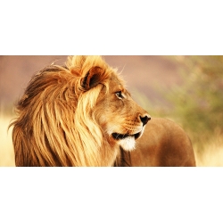 Tableau sur toile. Lion, Namibie (détail)