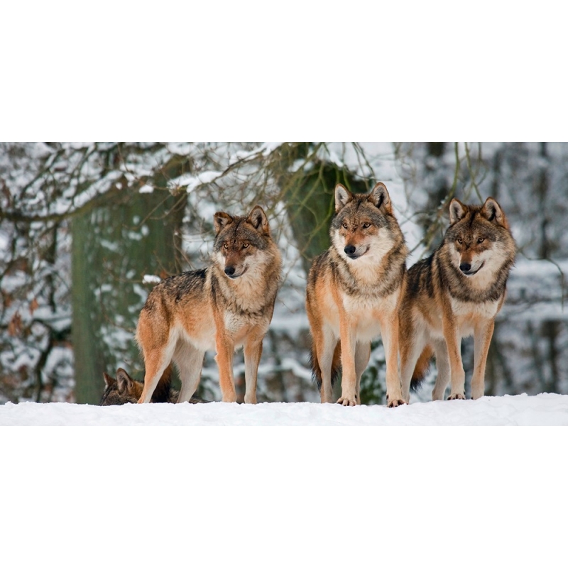 Cuadro animales, fotografía en canvas. Anónimo, Lobos en la nieve, Alemania (detalle)