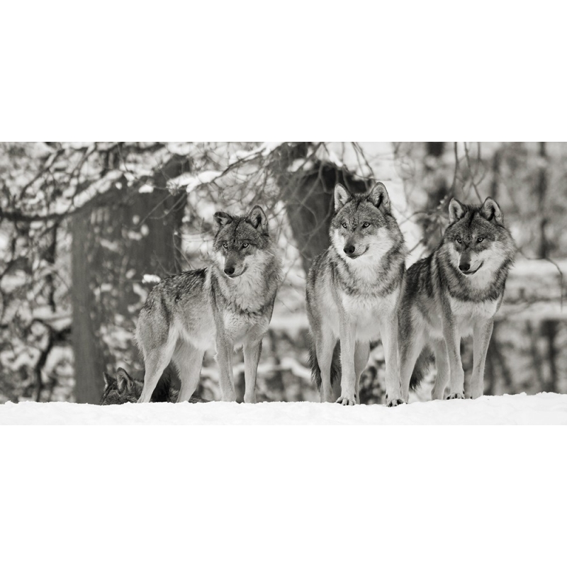 Cuadro animales, fotografía en canvas. Lobos en la nieve, Alemania