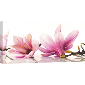 Leinwanddruck mit modernen Blumen. Magnolie