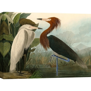 Quadro, stampa su tela. John James Audubon, Purple Heron (Airone rosa)