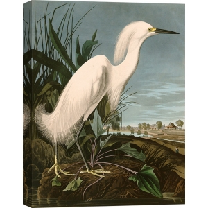 Quadro, stampa su tela. John James Audubon, Snowy Heron or White Egret (Airone)