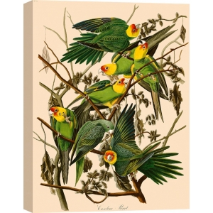 Cuadro de animales en canvas. Audubon, Carolina Parrot