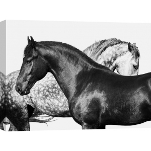 Leinwandbilder Pferde. Pangea Images, Lovers