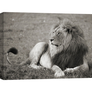 Wall art print and canvas. Pangea Images, Male lion, Serengeti National Park